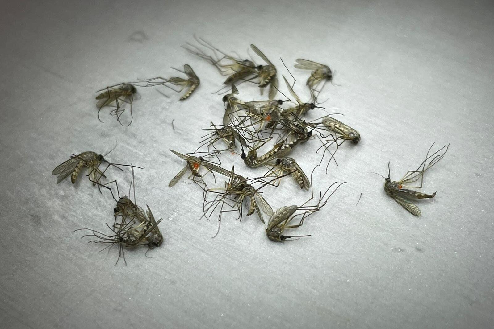 Toronto Public Health reported its first 'probable' human case of West Nile virus this year. Here's how to protect yourself